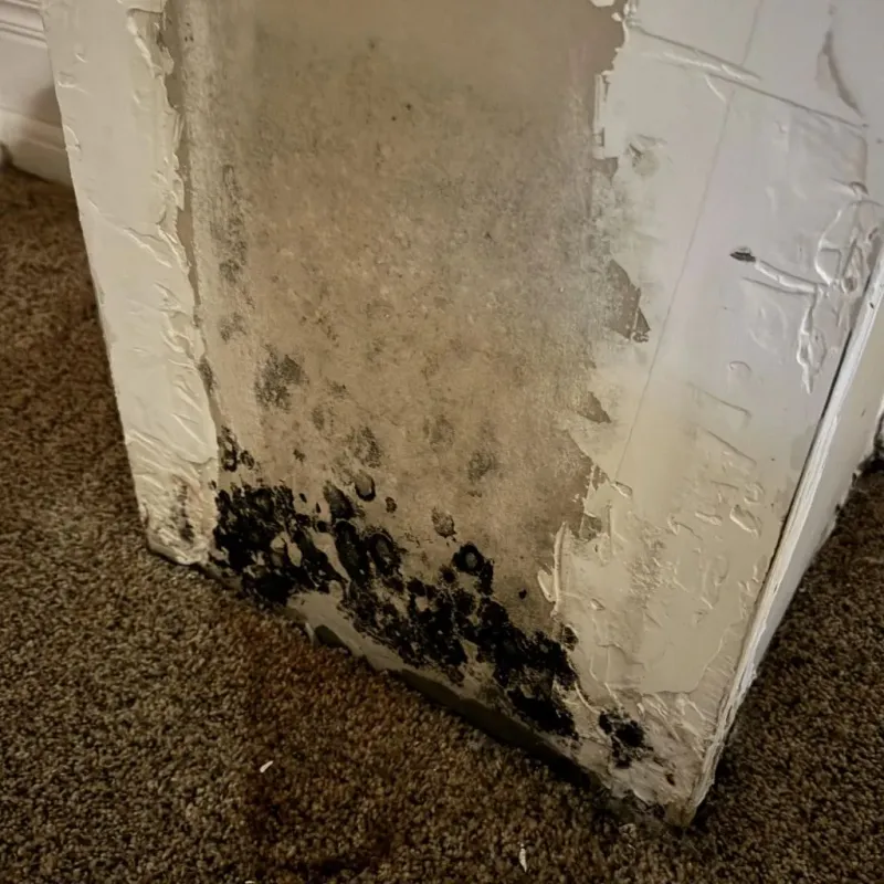 Professional Mold Removal in Plains, TX